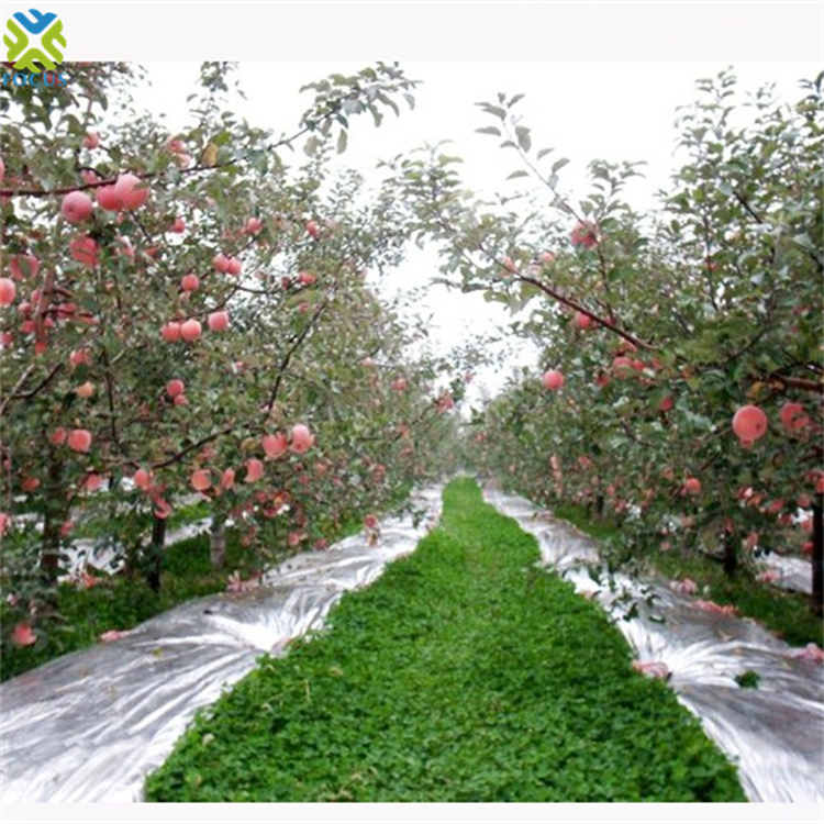 Highly Reflective Silver Mirror Aluminum Metalized Film Ground Cover for Apple Tree